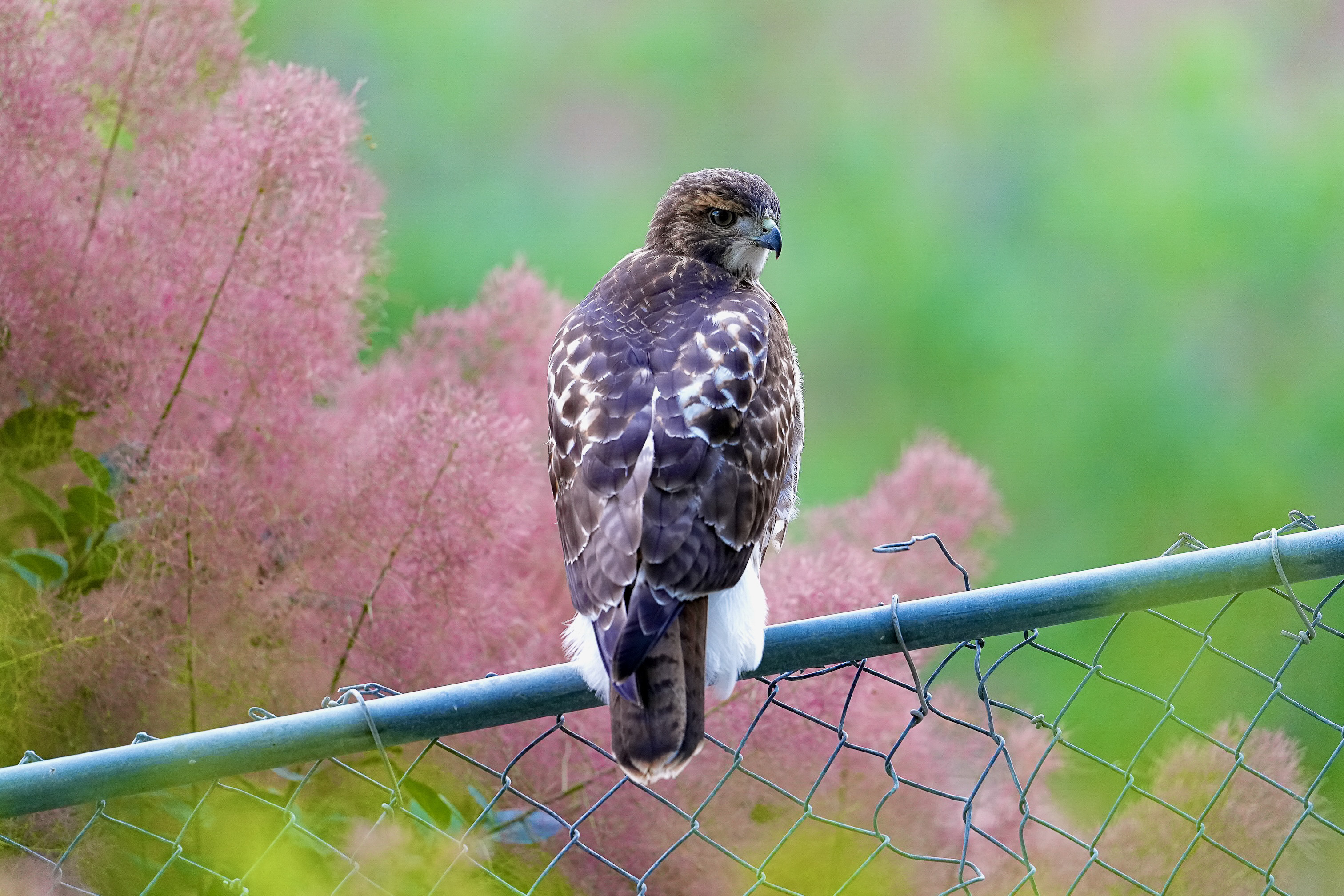 Red-tailed Hawks O1 and O2